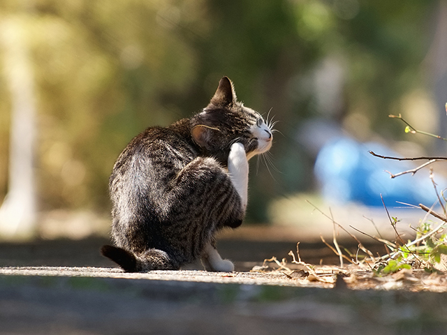 猫が瓜実条虫に感染する原因