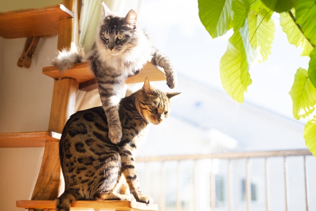 猫専用スペースでストレス軽減！快適空間の工夫