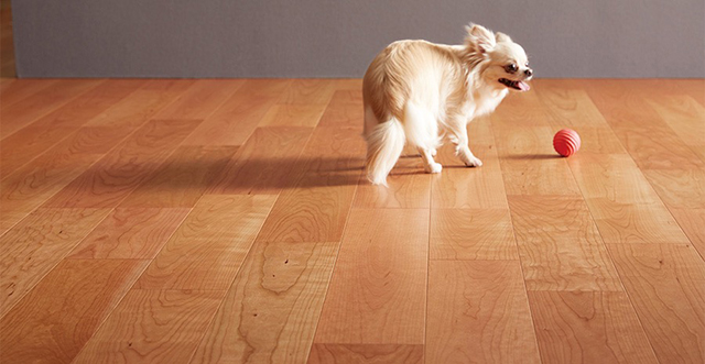 滑りにくくシニア犬の歩行を支える「Live Natural for Dog」