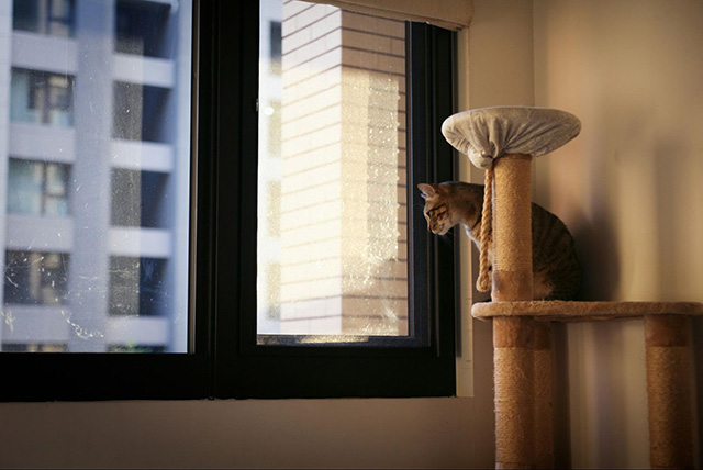 猫との暮らしで賢く光熱費を節約する方法【冬】