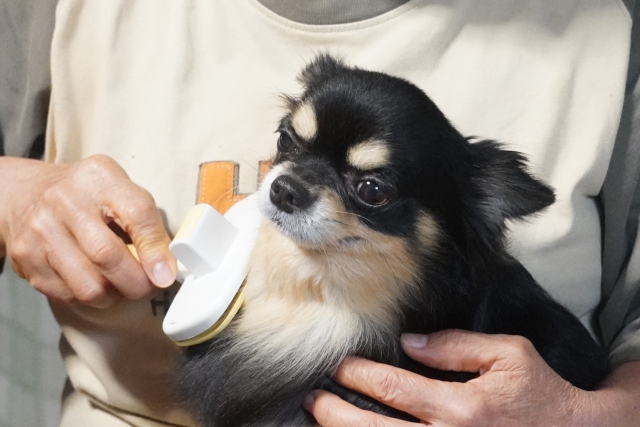 犬のシャンプー後の乾かしを手早く済ませる4つのポイント