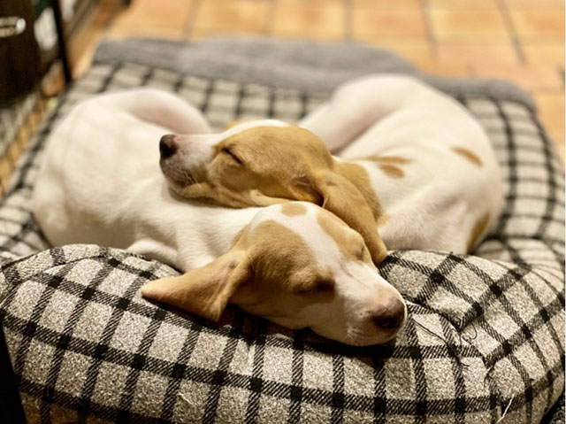 犬用ベッドの選び方｜失敗しない購入ポイントを解説