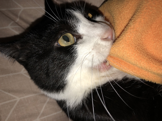 猫のウールサッキングは治らない？