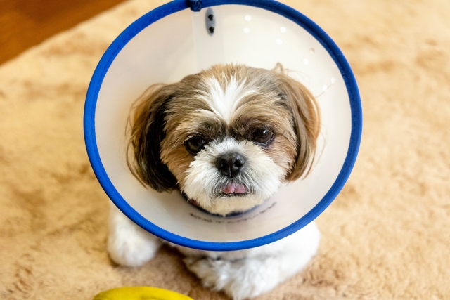 シー・ズーの抜け毛が増えたときに注意すべき病気とストレスサイン