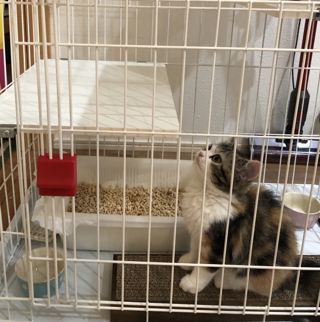 【まとめ】ケージレイアウトを工夫して愛猫をハッピーにしよう!