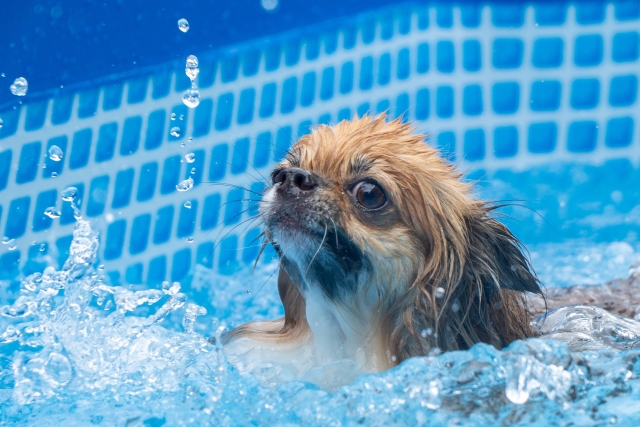 自宅の犬用プールに関するよくある質問