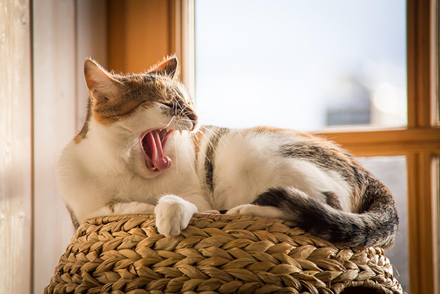 猫がダニに刺されたら、あせらず正しい対処を！