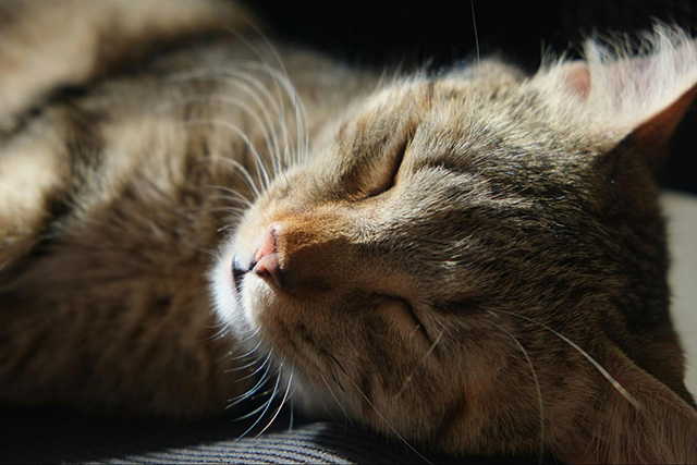 猫の睡眠とその特徴