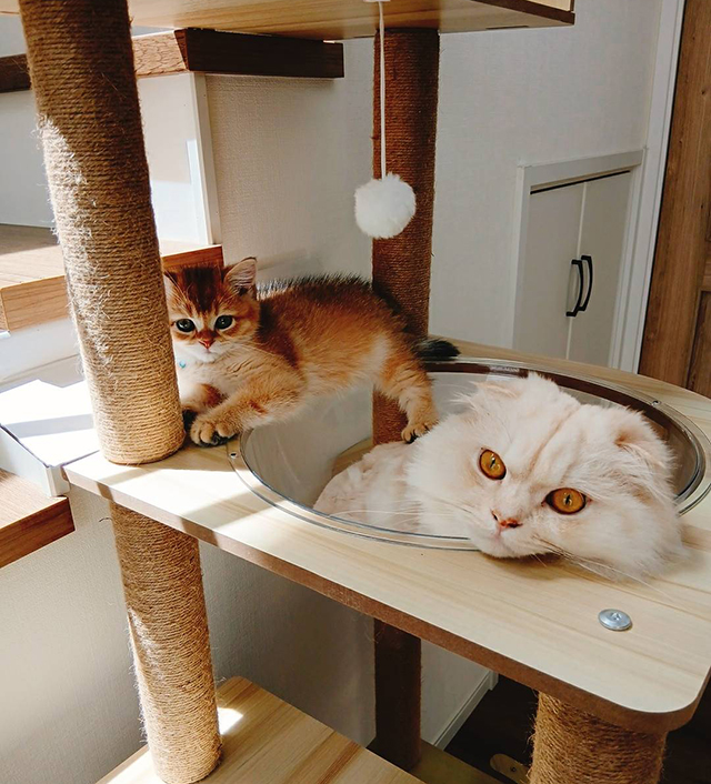 マンションで猫と快適に暮らすには住環境を整えることが大切