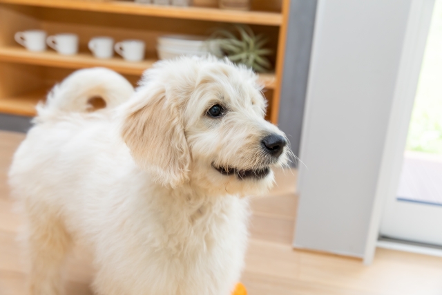 大型犬に室内トイレを教えるしつけのコツ