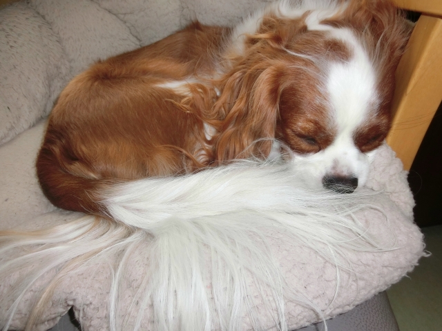 犬の譲渡でトラブルを防ぐためのコツ