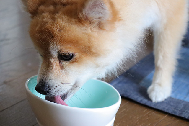 愛犬の免疫機能を維持するために大切な生活習慣