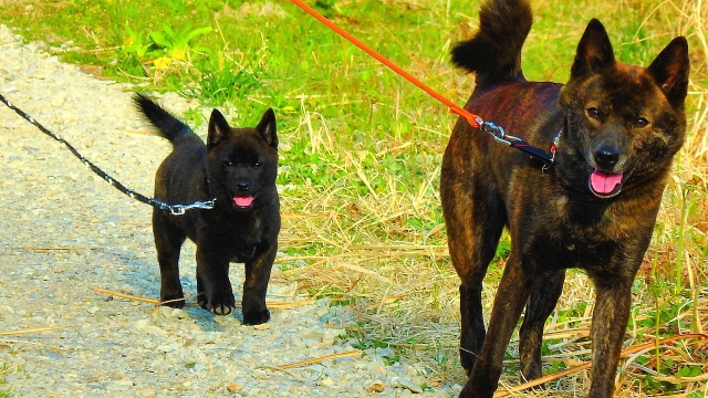 甲斐犬の性格に合わせたしつけ方