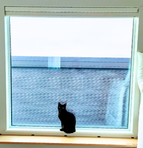 キャットステップの頂点は、日の差し込む大きな窓辺