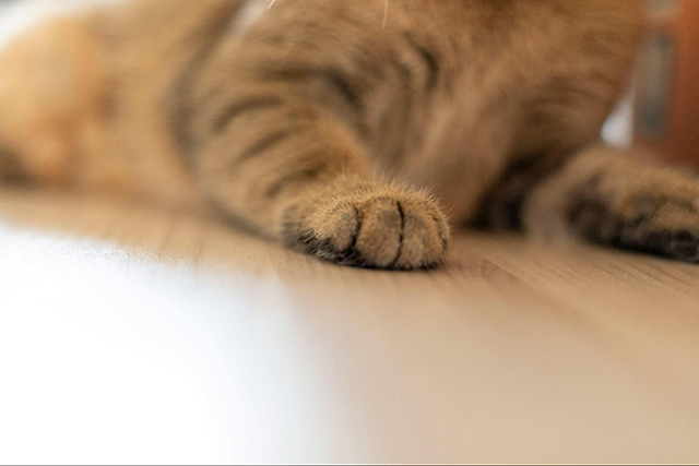 愛猫との暮らしで選ぶべき床材とは？種類ごとの特徴