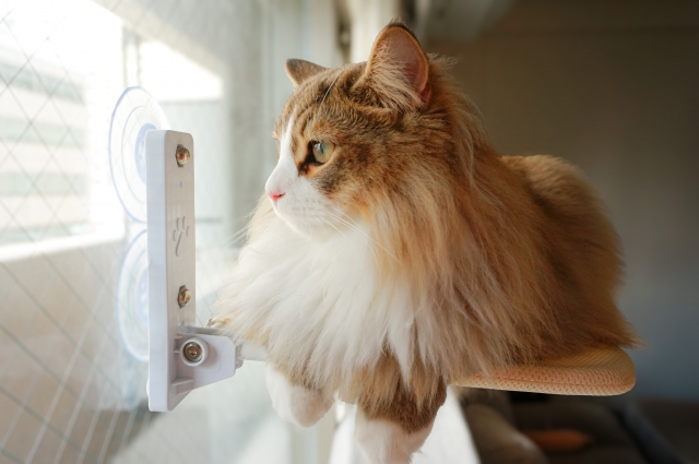 サイベリアン用キャットタワーの設置ポイント