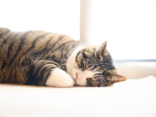 猫が快適に過ごせる窓辺スペースの作り方