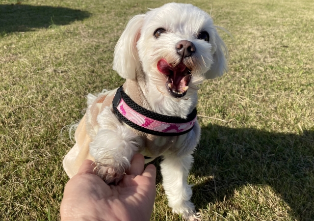 マルチーズの性格に合ったしつけのポイント