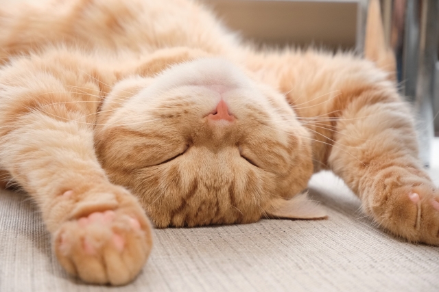 猫をぐっすり寝かせる方法