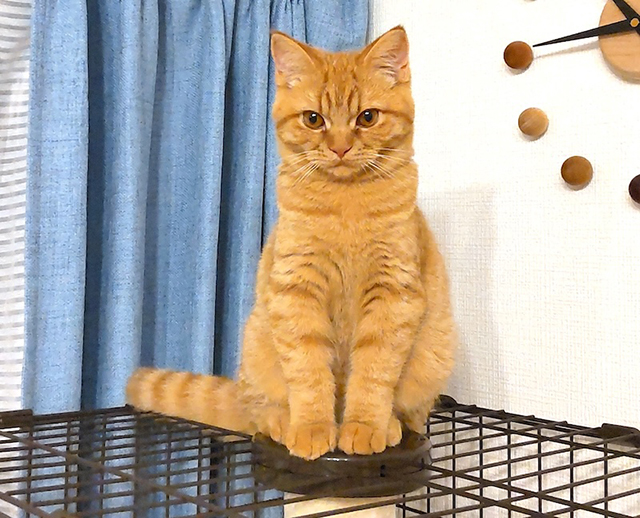 愛猫のダイアナちゃん（3歳／スコティッシュ・フォールド）