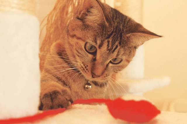 シニア猫におすすめの遊び・刺激の与え方3選