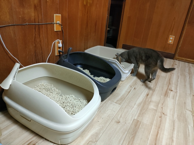 猫の多頭飼育崩壊を防ぐためにできること