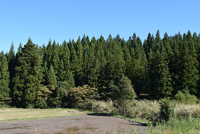 犬の花粉アレルギーの原因となる植物