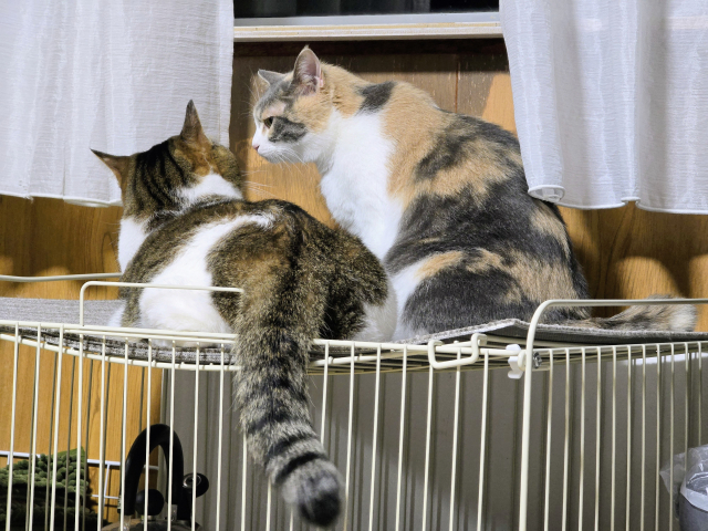 猫の留守番中の災害に関するよくある質問（FAQ）