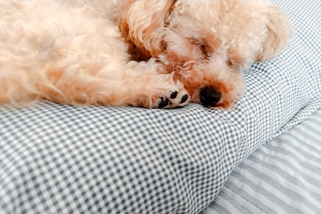 愛犬が水を飲まないときに注意したいサイン