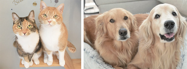 あいがくん（茶トラ白／6歳）、さくらちゃん（しま三毛／6歳）、そあらちゃん（ゴールデン・レトリーバー／4歳）、はんなちゃん（ゴールデン・レトリーバー／11歳）