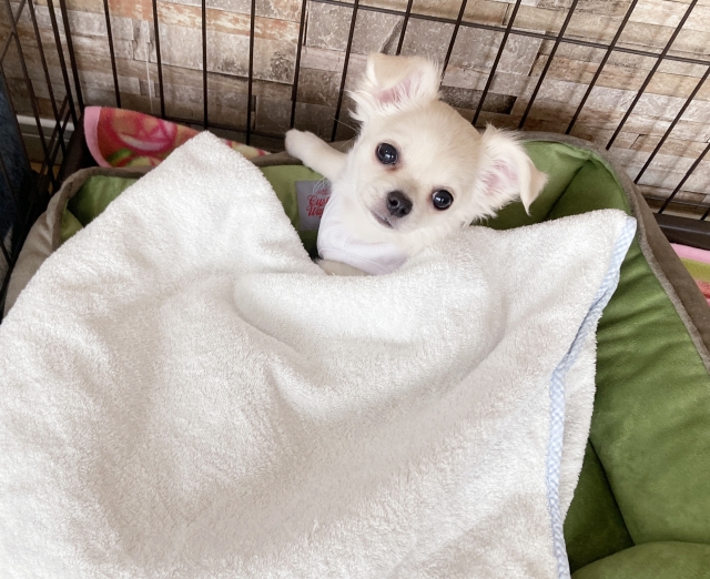 チワワが快適に過ごせるケージを選びましょう