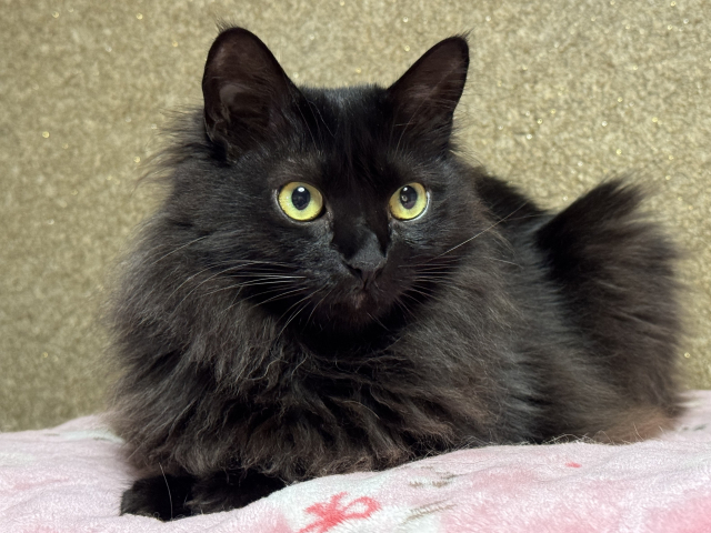 【まとめ】一人暮らしで猫を飼うなら備えが大事
