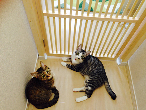 脱走防止対策におすすめの「にゃんがーど」