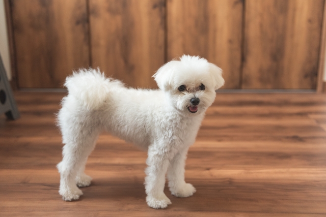 フローリングを犬の爪による傷から守る方法