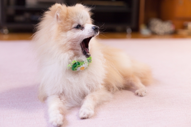 今日から実践！犬の無駄吠えをやめさせる基本のしつけ・トレーニング