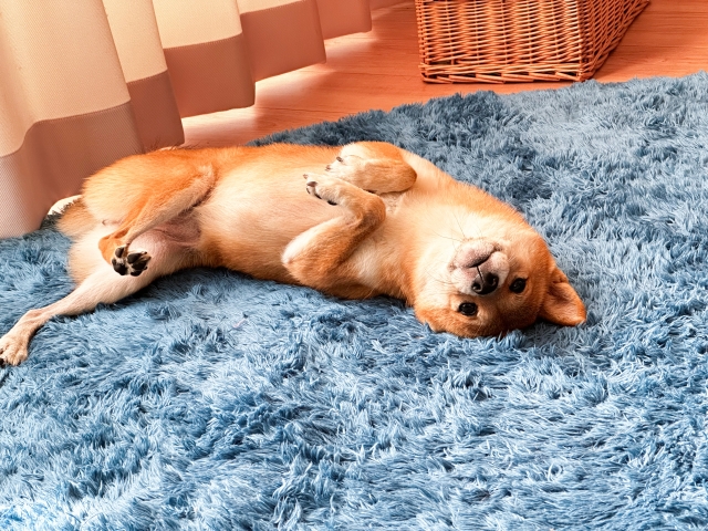 柴犬をマンションで飼える環境に！住環境づくりのポイント