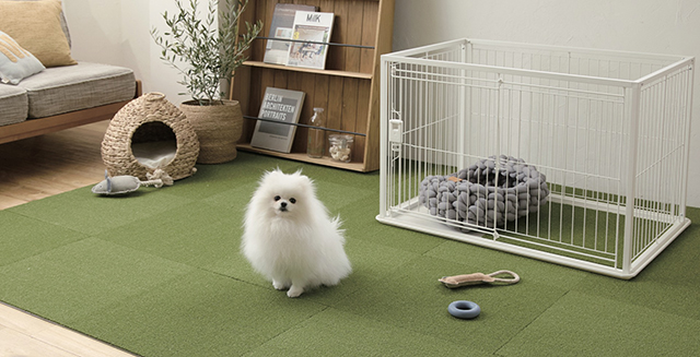 shiba-cocochi|日本絨氈