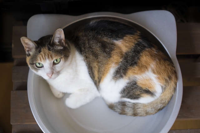 老猫が熱中症になりやすい理由