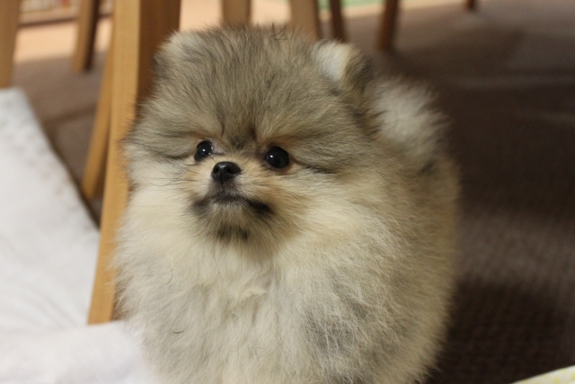 ポメラニアンの抜け毛対策は正しい知識と日々のケアが大切