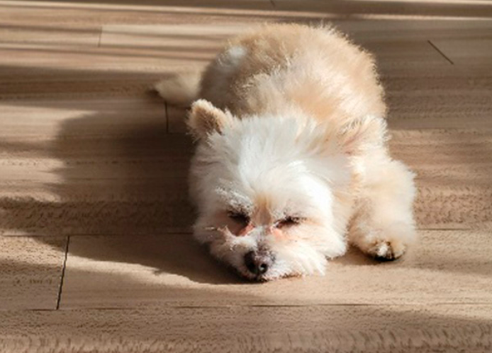 プリマヴェーラ