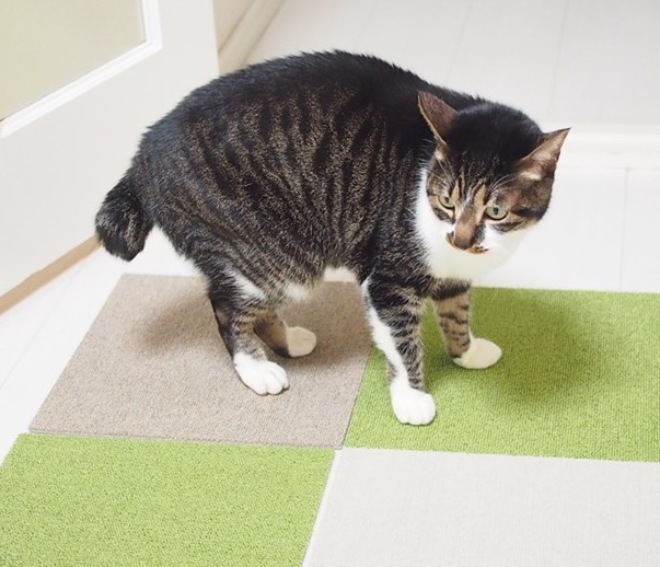 猫の床の滑り止め対策についてよくある質問