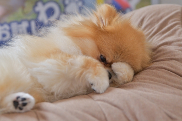 ポメラニアンの毛玉を放置した際の3つのリスク