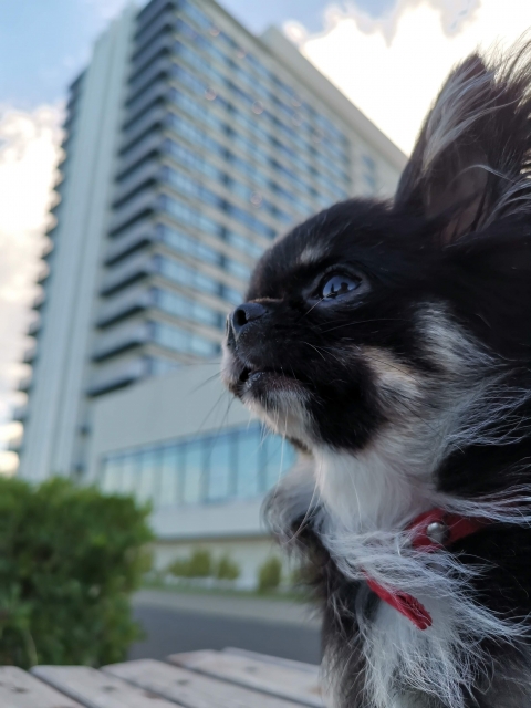 マンションで飼いやすい犬の特徴とは?