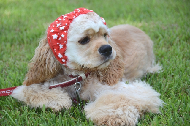 正しい抜け毛ケアでアメリカン・コッカー・スパニエルと快適に暮らそう