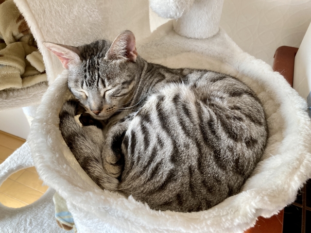 ワンルームで猫を飼う前に確認すべき3つのポイント