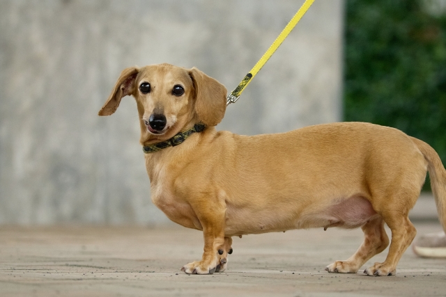 散歩中の日焼け止めは犬にも必要!紫外線が与える影響