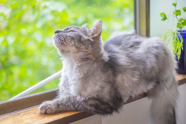 老猫になる前に、飼い主さんに気づいてほしいこと 