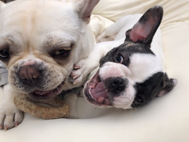 ボストン・テリアとフレンチ・ブルドッグの飼いやすさを比較