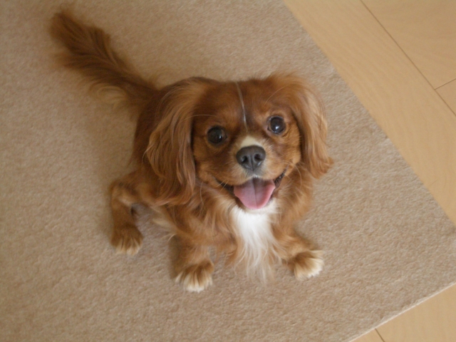 キャバリア・キング・チャールズ・スパニエルの性格の特徴