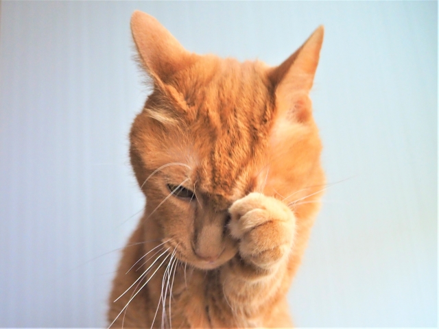 猫の目やにが増える原因